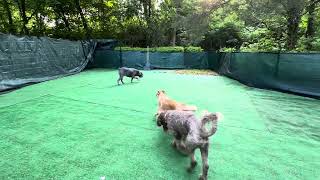 Playtime in the yard with Uncles Kip and Sully