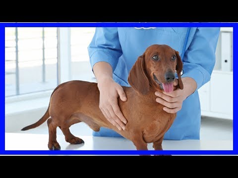 Grützbeutel beim Hund: die Hautknubbel gefährlich? - YouTube