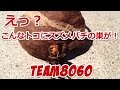 【希少動画】ヒメスズメの巣がこんなトコに！【大津市青山】Japanese BeeHive Hunter