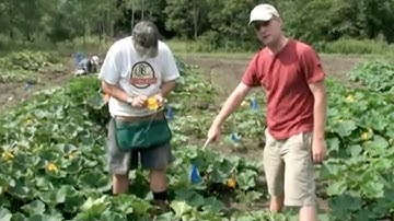 Hand Pollination of Squash
