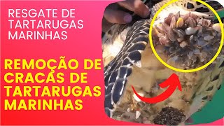 😱 RESGATE DE TARTARUGAS MARINHAS, REMOÇÃO DE CRACAS DE TARTARUGAS MARINHAS | COMPILAÇÃO 🐢