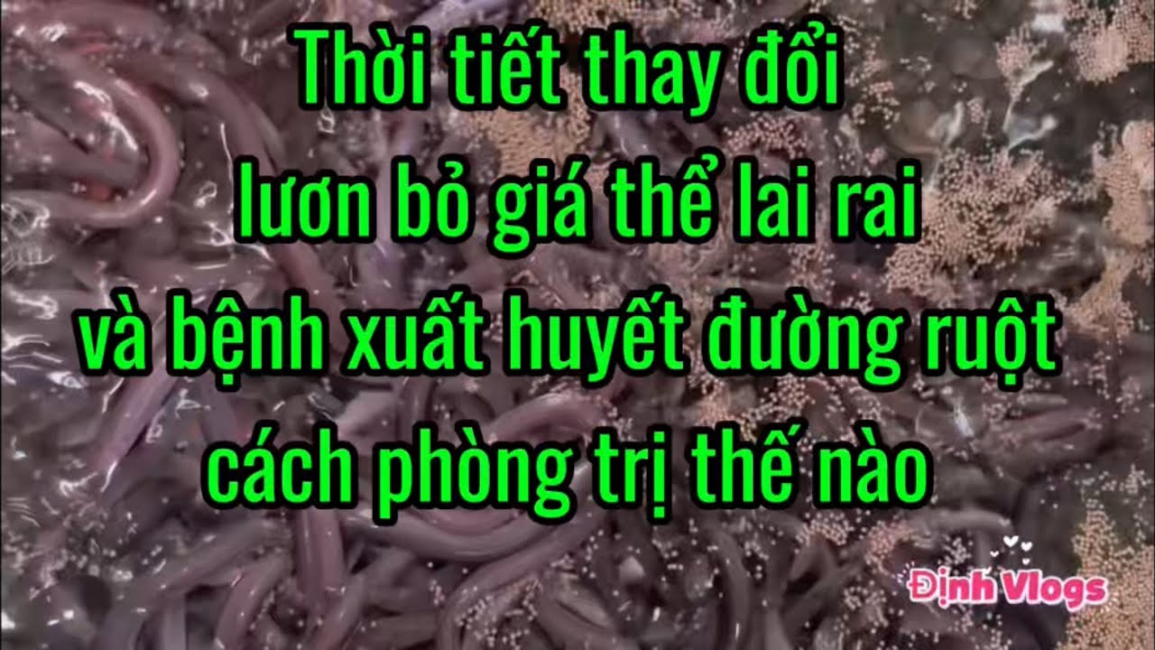 Thời tiết thay đổi lươn bỏ giá thể lai rai và bị xuất huyết đường ruột, cách phòng trị thế nào 