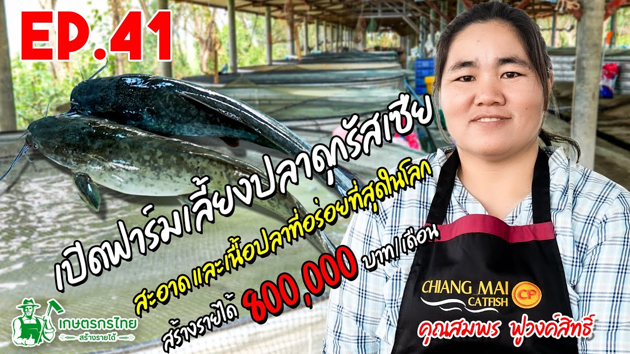 เกษตรกรไทย สร้างรายได้ l Ep41 ตอน ฟาร์มปลาดุกรัสเซียเลี้ยงส่งห้างสรรพสินค้า รายได้ 800,000 บาท/เดือน