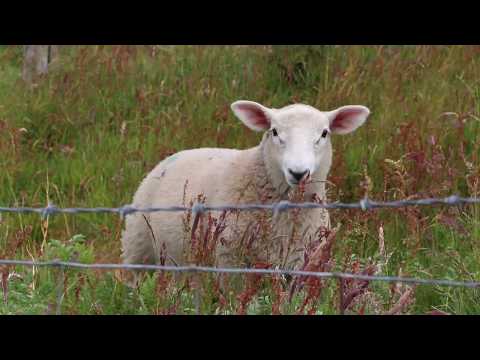 Video: Co je berlení ovcí?