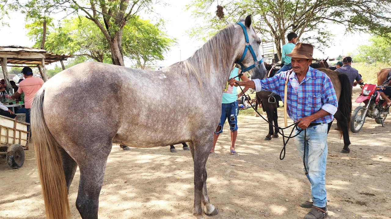 FEIRA DE CAVALOS EM ALTINHO-PE  22-03-2025  #nordeste