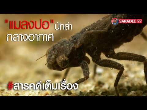 สารคดี I ตะลุยโลกธรรมชาติ ตอน 6 I ช่องพีเอสไอสาระดี 99 I PSI SARADEE 99 I สารคดีมีชีวิต