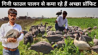 गिनी फाउल पोल्ट्री फार्मिंग | कम खर्च में पलता है गिनी फाउल | Guinea Fowl Farming