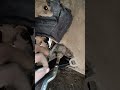 Maruti suzuki swift suspension parts replace #monu_singh_car_technology_8595890873 #shorts #short