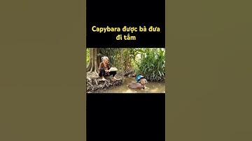 Capybara đi tắm #veo3 #aiveo3