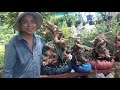 S.169 (sdt: 0934938011) Bằng lăng siêu đẹp, quýt rừng và kim sa tùng bán tri ân không thể rẻ hơn