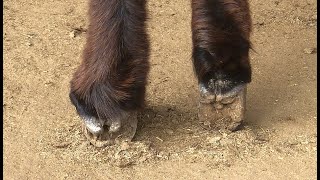 Trim the donkey's hooves: The donkey's hooves have extremely hard horn! Almost disabled