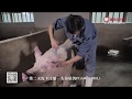 母猪催情Sow Aphrodisiac 母猪早发情 你比别人早一步 母猪催情Sow Aphrodisiac 母猪早发情 你比别人早一步