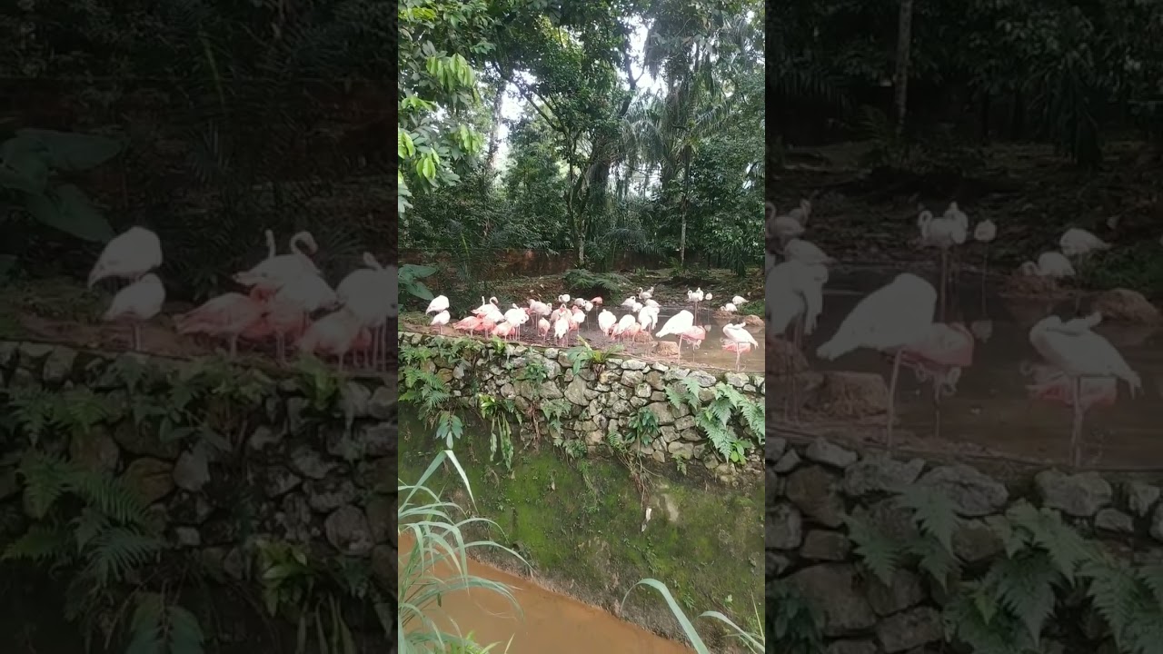 Zoo Negara/Bangau/Flamingo/beautiful/cantik/ 