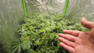 GROWING POUNDS WITH OPTIC LED - GARDEN UPDATE