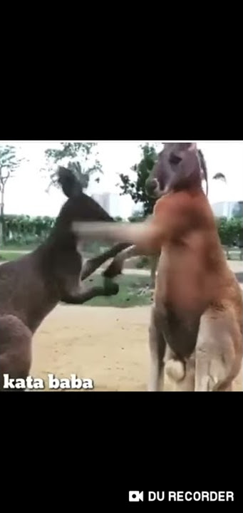 Ketahuan ambil duit wkwk #katababa