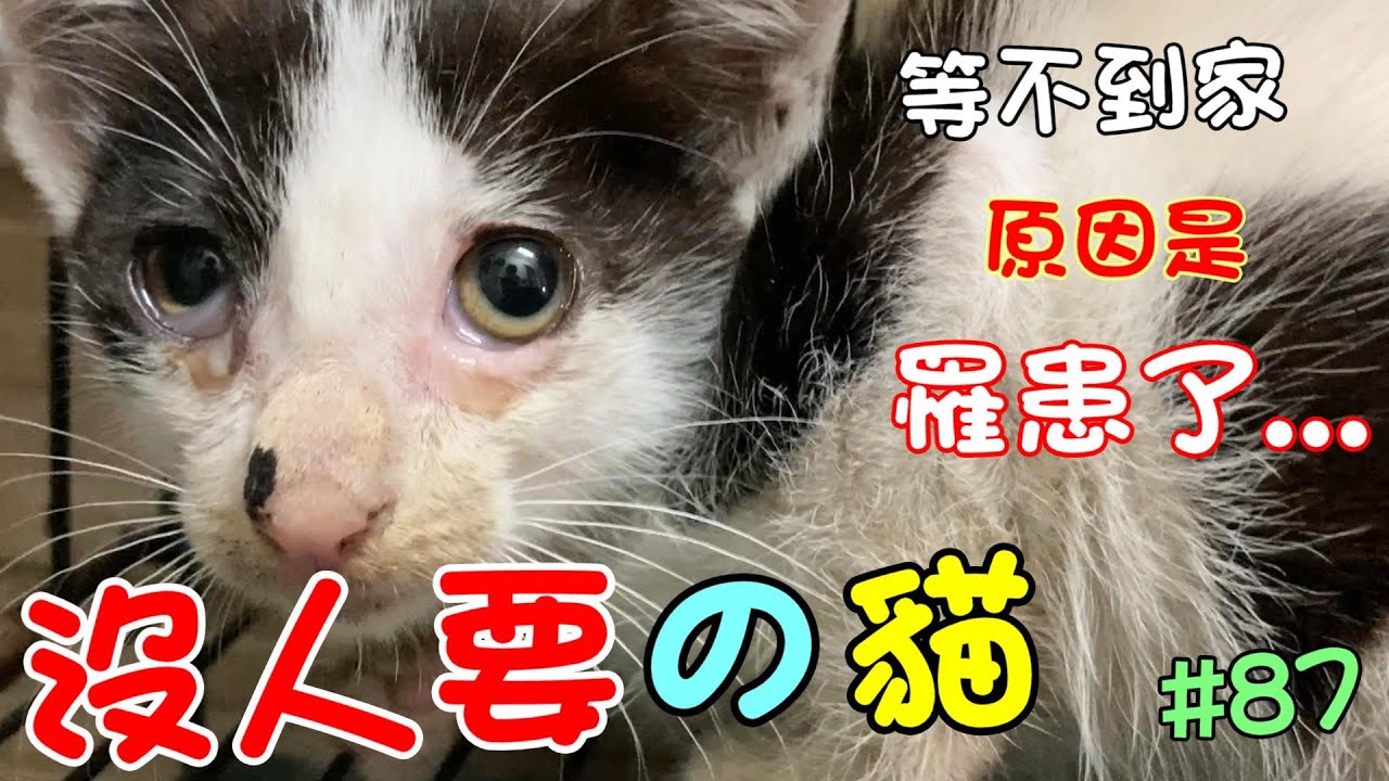 『沒人要的貓』等不到家，就因為他罹患了...  Cat Story#87