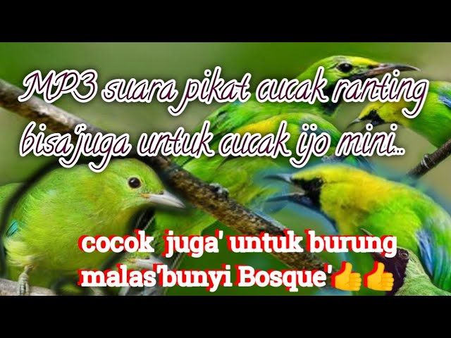 MP3 suara pikat cucak ranting vs cucak ijo mini@jahid channel class=