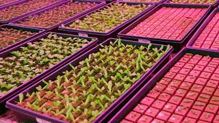 Great Lakes Growers - Seed to Seedling