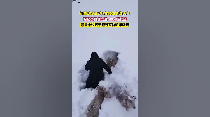 新疆遭遇10年来最强寒潮，暴雪中牧民带领牲畜艰难转场 - 天天要闻