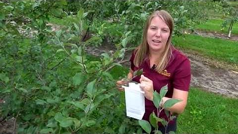 Taking a Foliar Sample: Vineyards and Orchards