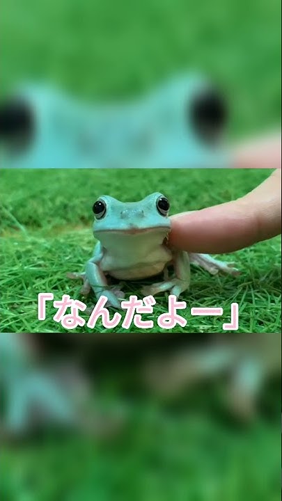 Nan Nan Back Skip Navigation Search Search Sign In あやすンち あやすンち 535 Subscribers Subscribe あやすンち関連サイト Home Videos Playlists Community Channels About Search グミガエル このカエルが可愛いのだが グラスフロッグ