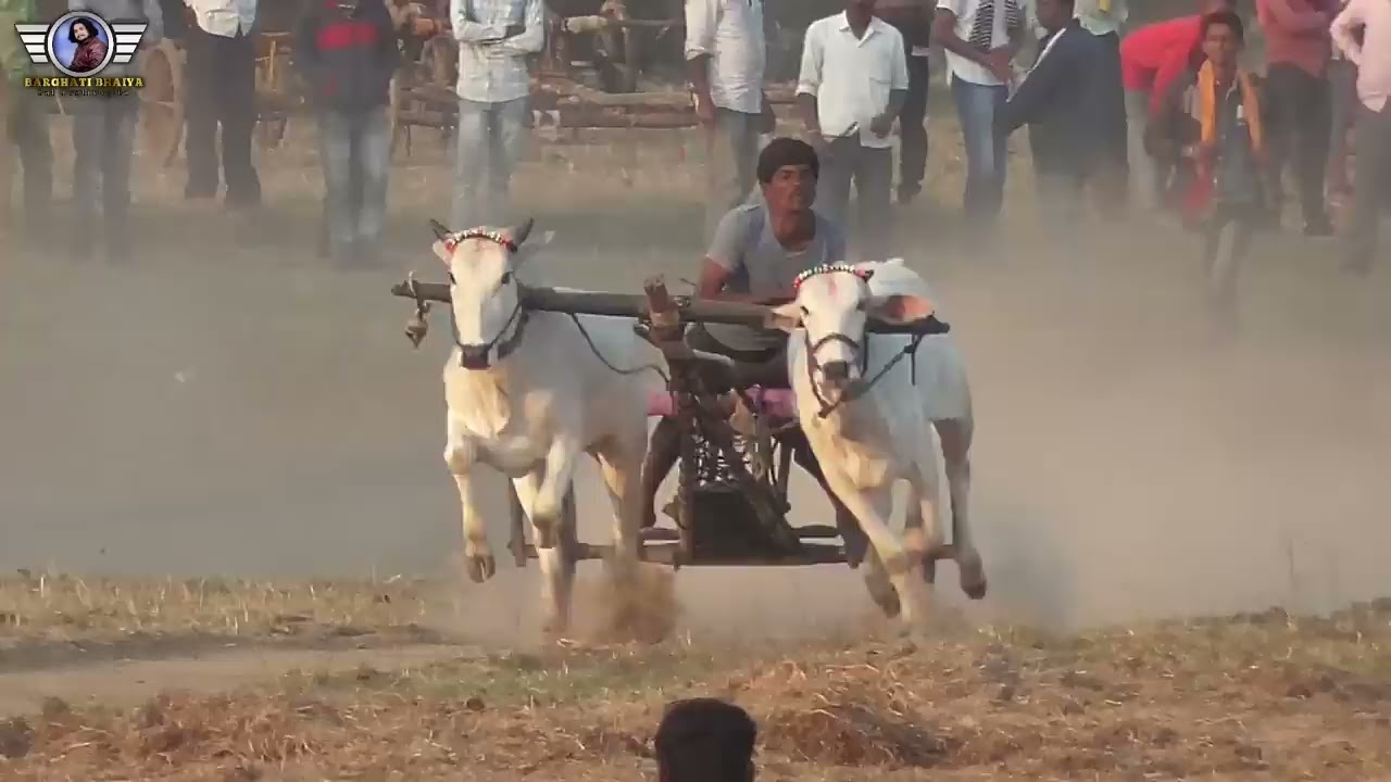 डोंगरबोडि फ़ाइनल राउंड | पट प्रतियोगिता 2022 | Bailgada Sharyat | Ox Race | Barghati Bhaiya Pat