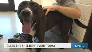 Plenty of cats, dogs looking for a forever home on 'Clear the Shelter' day