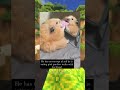 Animal Memes