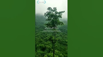 من #سورة الحجر 🤍🤍🌿🌿|| القارئ #هزاع_البلوشي