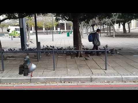 Pigeon lady