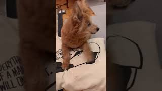 パトカーのサイレン音に合わせて遠吠えするんだけど声がカッサカサのミックス犬ひなこ Youtube