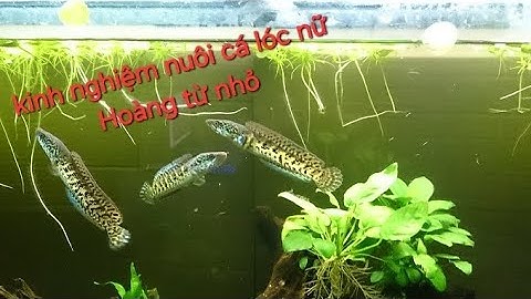 Kinh nghiệm nuôi cá lóc nữ hoàng khỏe đẹp từ size bé