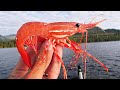 HOW TO Catch and Cook Buttery, Juicy SPOTTED PRAWNS!! 💰 $1,500 Worth Caught!! 💰