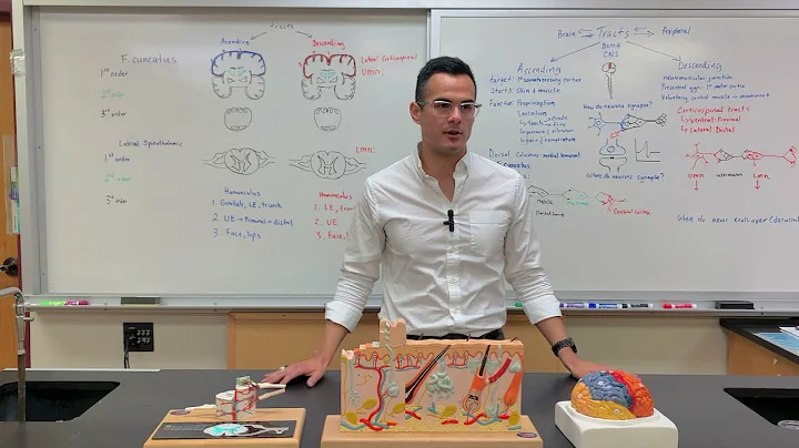 Spinal cord anatomy: Ascending and descending tracts