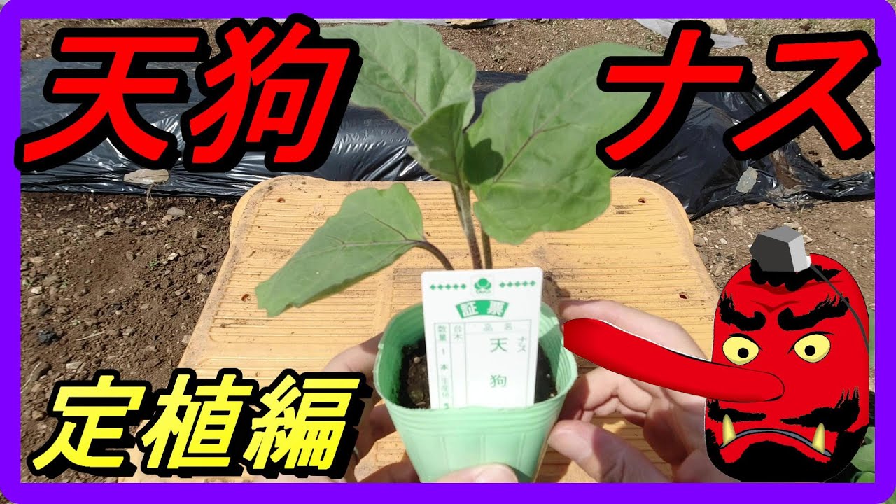 Tengu eggplant cultivation record] I tried growing a traditional