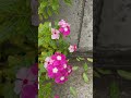 noyontara.#flowers #flower