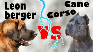 Leonberger vs Cane Corso – Which one is a better dog breed for you?