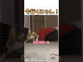 倒れた飼い主の元に必死に駆け寄る猫😭 #shortvideo #猫のいる暮らし #猫好きさんと繋がりたい