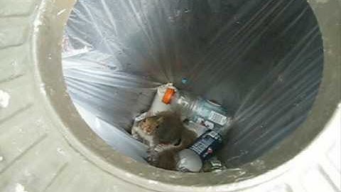 Trash Can Ninja Squirrel Attack