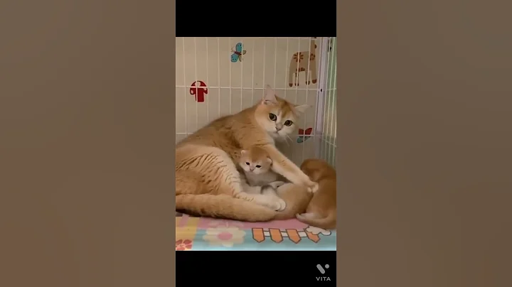 Watch the video about Persian cat ❤️#kittycats Vlog #awwanimals #catvideos #persiancat ..