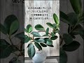 ＃フランスゴムの木#shorts #観葉植物のある暮らし、＃園芸植物 #plants観葉植物、園芸植物の育て方