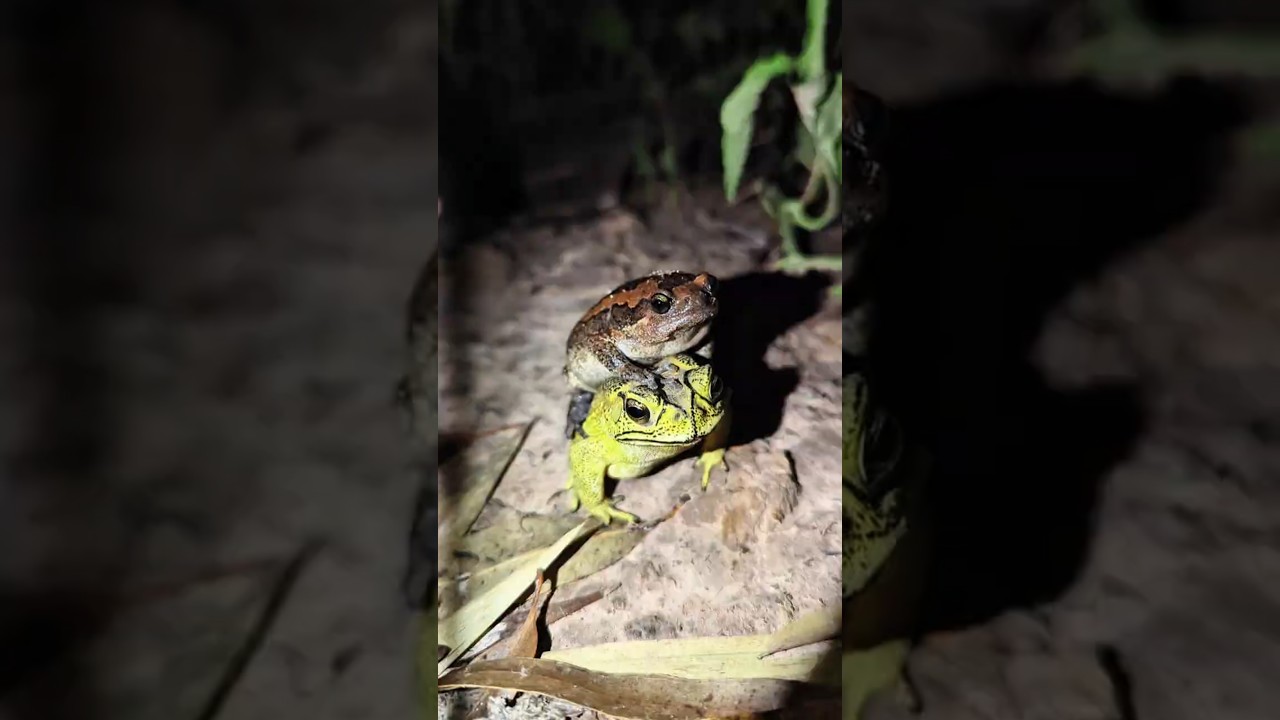 Catch frogs try to jump funny | sounds funny frog | funny surprise frog for laugh | funny frogs