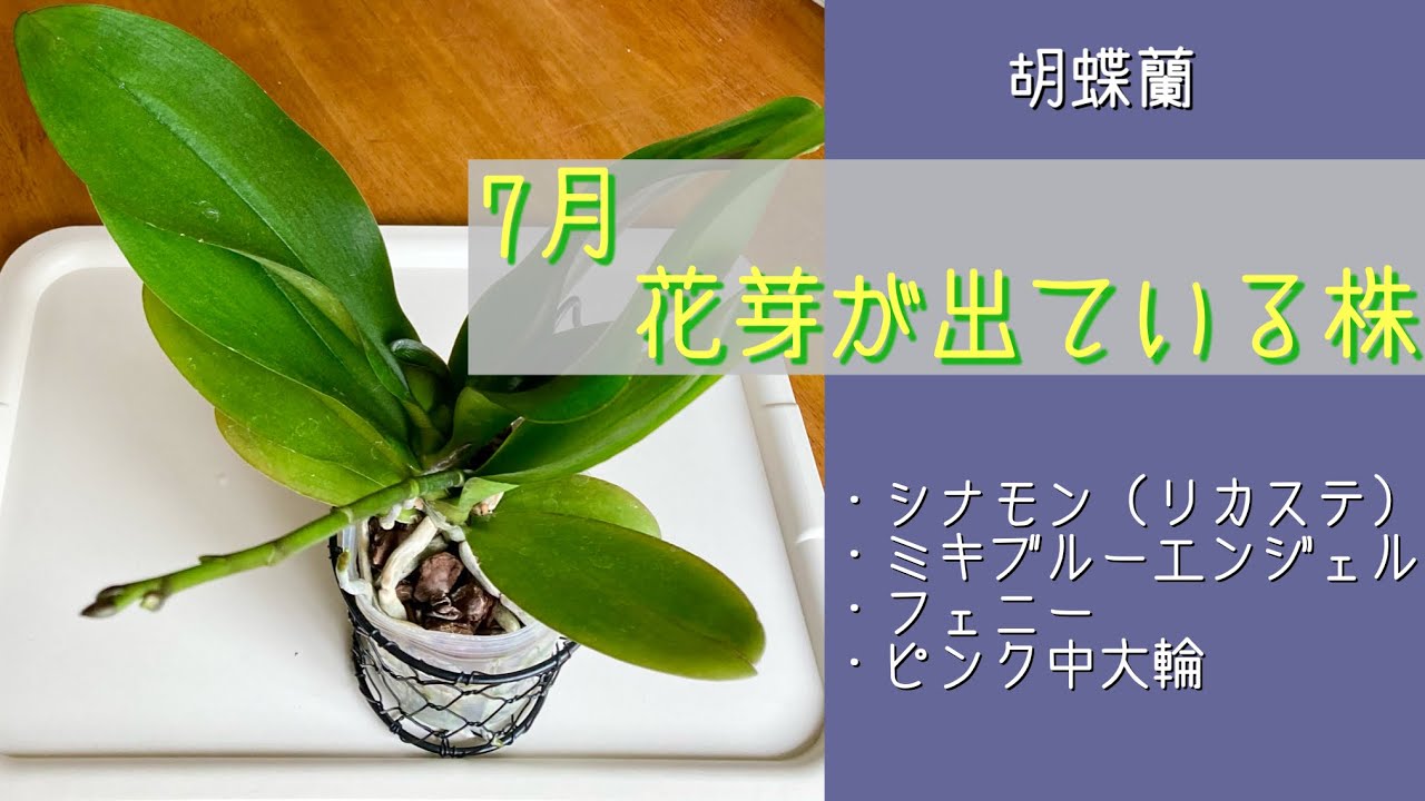 洋蘭 なあ様専用 メルカリ便 胡蝶蘭 花芽1 洋蘭 なあ様専用 メルカリ便 胡蝶蘭 花芽1