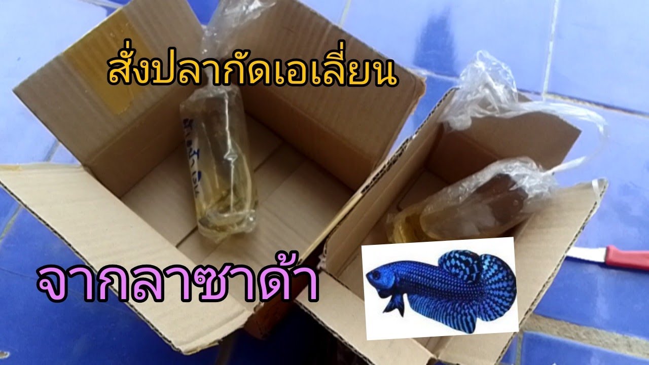 สั่งปลากัดเอเลี่ยนจากลาซาด้า