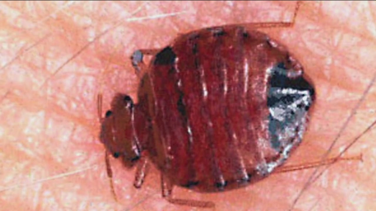 Bed bugs reported at Milwaukee County Courthouse