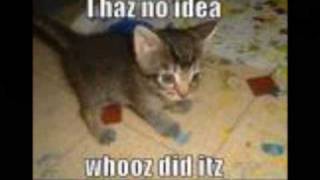 Details 100 Funny Cat and Dog Pictures Guide