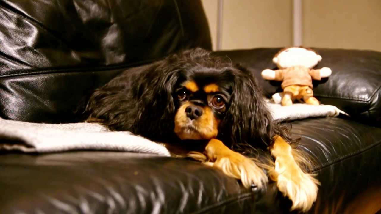 Bild från Cavalier King Charles Spaniel slickar sig på nosen på kommando