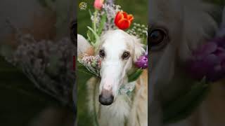10 Dumbest Dog Breeds | Dogs World