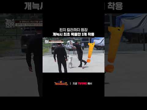 압박에도 <strong>강하게</strong> 저항하는 개😧ㅣTVINGㅣ#개와늑대의시간2