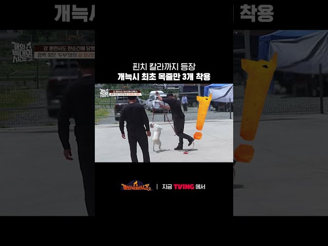 압박에도 강하게 저항하는 개????ㅣTVINGㅣ#개와늑대의시간2